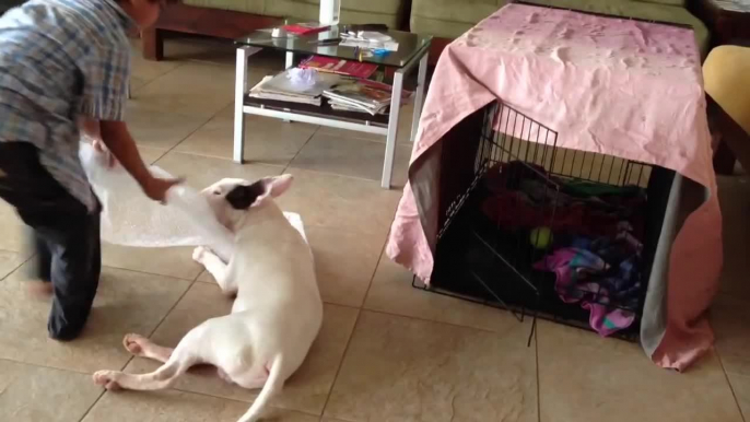 Incredibly patient Bull Terrier entertains child