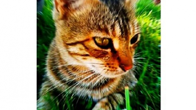 #cat #cats #TagsForLikes #catsagram #catstagram #instagood #kitten #kitty #kittens #pet #pets #ani