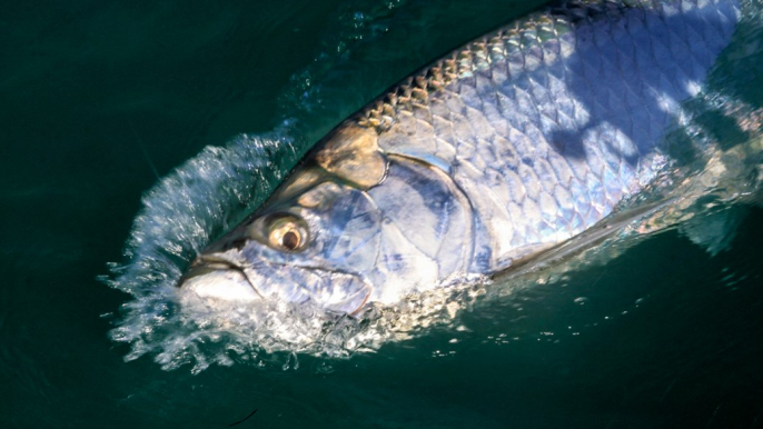 A Sport Fishing Short: Islamorada Tarpon