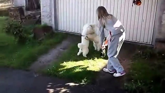 Maltese Waltz - cute maltese dogs dancing