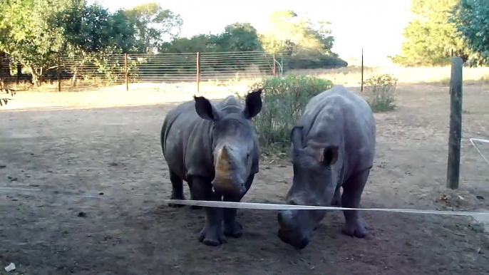 Petits cris de bébés rhinocéros... Trop mignon!