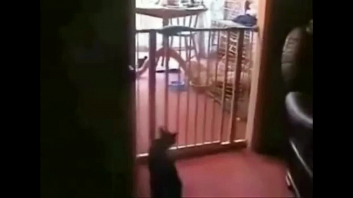 A gassy cat epicly FAILS jumping over a baby safety gate lol