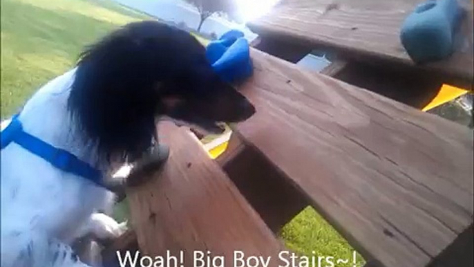 Bloopers: Dog falls off of rock climbing wall, climbs it and slides down the slide!