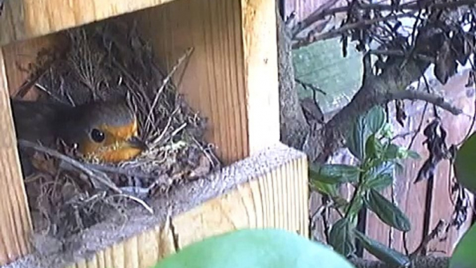 Robin incubating eggs in open fronted Robin box... Birds songs and sounds