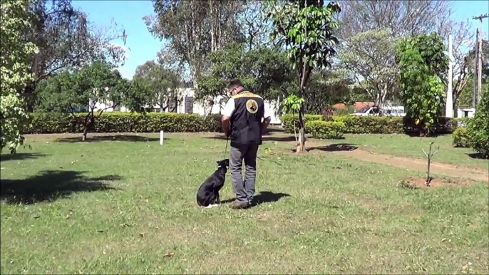 Obediencia Inicial   Balú   Border Collie