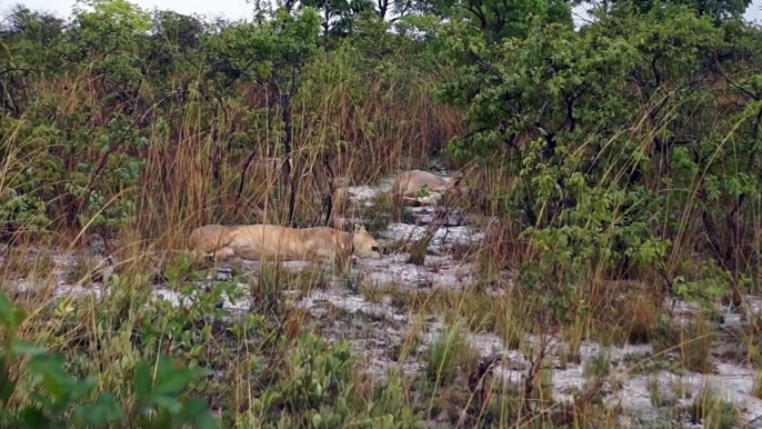 Lady Liuwa and young lioness relaxing, Liuwa Plain National Park, November 26, 2012.