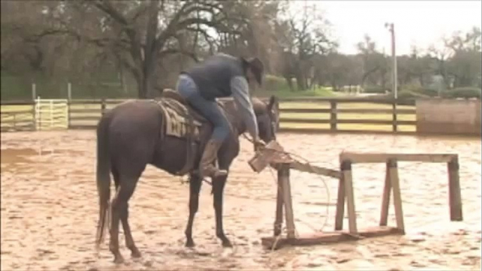 Colt Starting - 17th Ride Under Saddle - Cutting Edge Colts