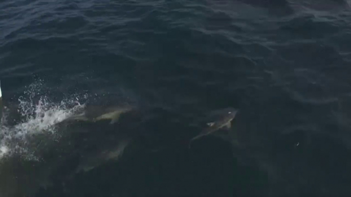 Eole s'est apaisé, les dauphins se sont invités