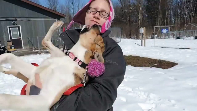 My Beautiful Lover Kissing My Cutest American Shepherd Breed Pet Dog