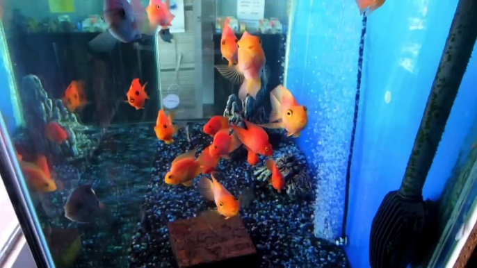 Fish Vlog: Scape Club Lotus Aquarium Auction