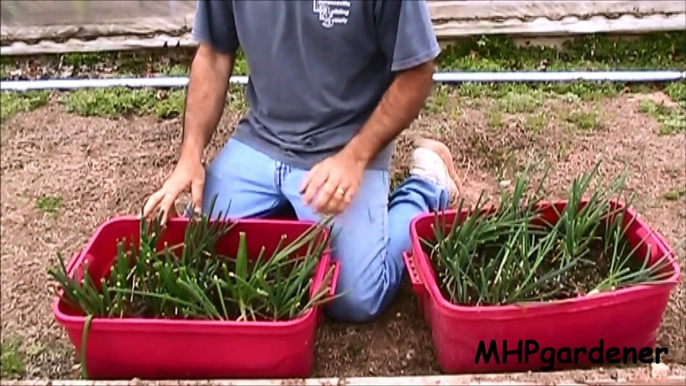 Planting Onions & Cold Frame Seedling Update