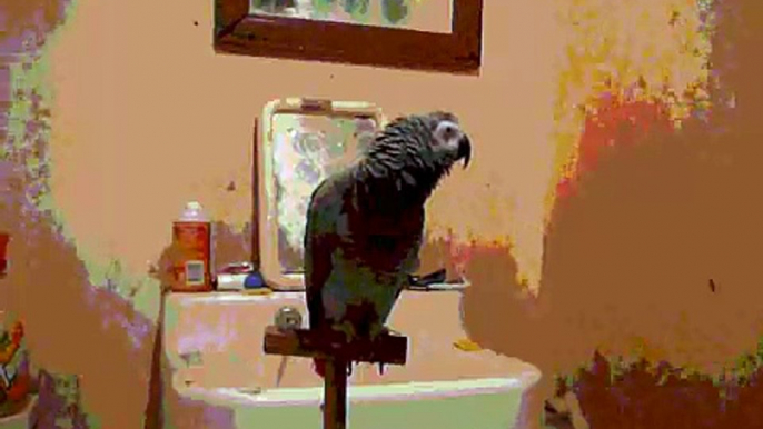 African grey parrot: Jeda: the amazing talking bird