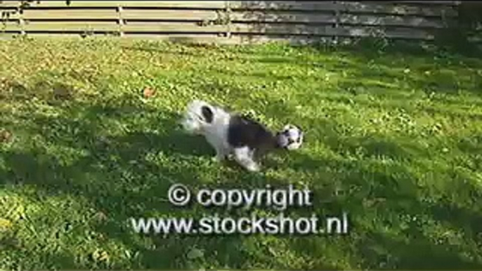 Old English Sheepdog & pups