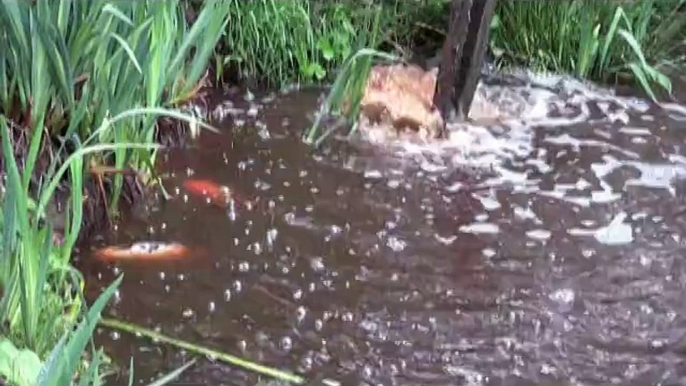 Pollution! Poissons meurent dans un étang suite à l'épandage.  Carpes Koi dans un étang pollué.