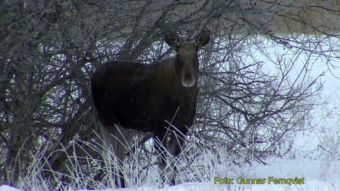 ÄLG  Elk / Moose  (Alces alces)  Klipp - 269