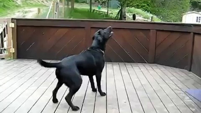 Dog Goes Nuts With Hundred Of Tennis Balls - Dog Heaven!