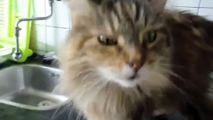 Maine Coon talking & camera kisses