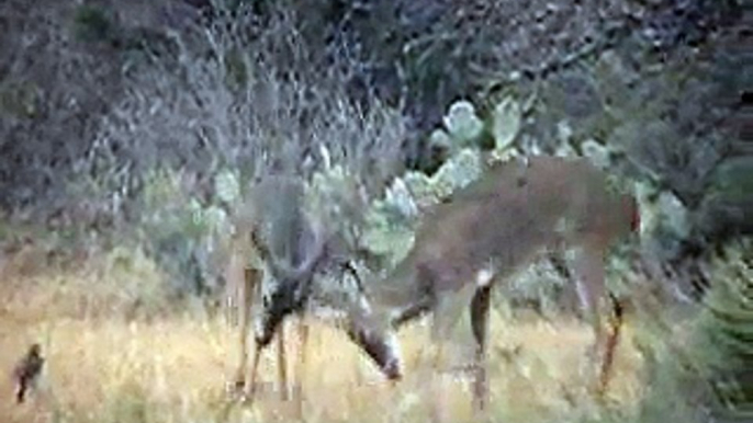 funny small deer bucks fighting playing