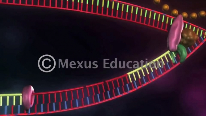 DNA replication | Learn About the Replication and Transcription of DNA (Deoxyribonucleic acid)