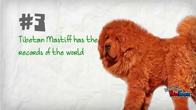 #10 Amazing facts about the Tibetan Mastiff Dog!