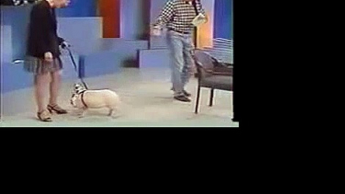 Valentines Performing Pigs On Phil Donahue