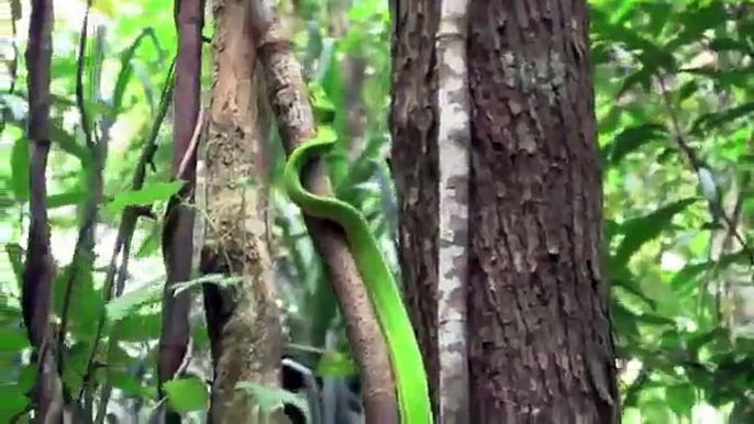 Australian Green Tree Python- Iron Range