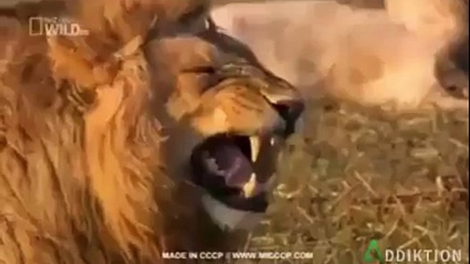 lion laughing video Joke Funny