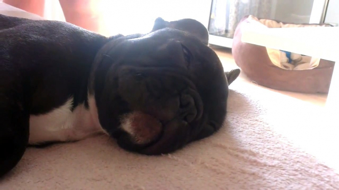 Sleeping with open eyes - 3 months old french bulldog puppy HD