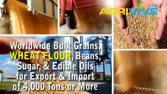 Bulk Wheat Flour Trading, Wheat Flour Trading, Wheat Flour Trading, Wheat Flour Trading, Wheat Flour Trading, Wheat Flou