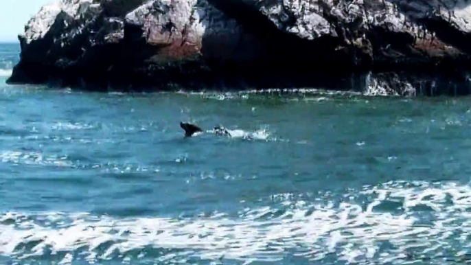 Paracas Islas Ballestas-Foca le enseña a nadar a su cria