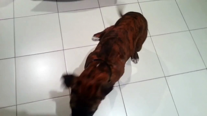 Boxer Puppy Vanda lays down for the first time!