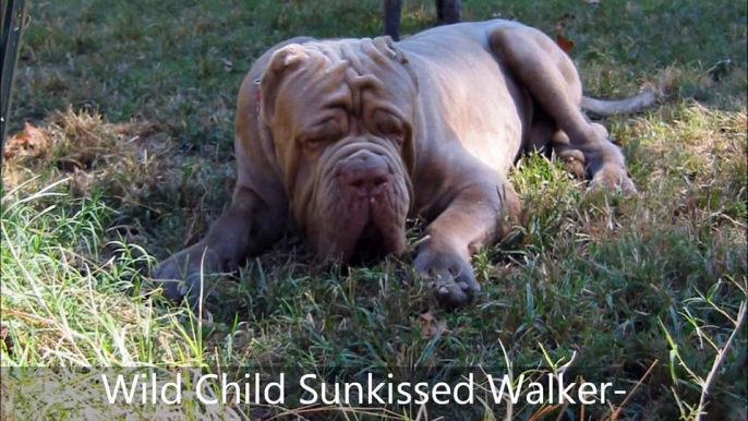 Neapolitan Mastiff dogs and puppies - World Class and Quality. Wild Child Kennels