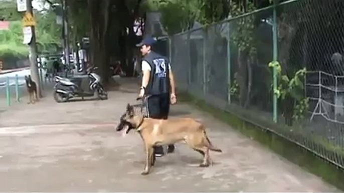 Belgian Malinois Attack Training