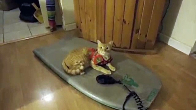 Sammy the Skinny Orange Cat goes Body Boarding in an Aloha shirt