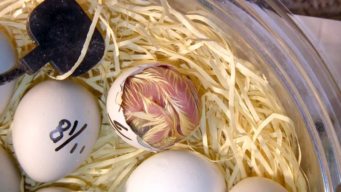 ヒメウズラ白の孵化直前の卵
