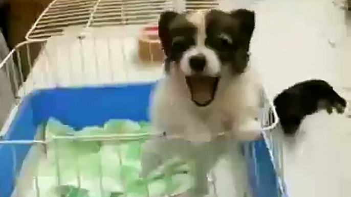 Funny Yapping Puppy Dog "Oh Wa!!!"