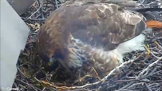 CornellRTHA Cam  'We Have Our First Egg Of  2014!'  1:11 pm    _3.19.14.
