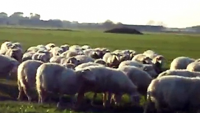 Pecore di ritorno dal pascolo