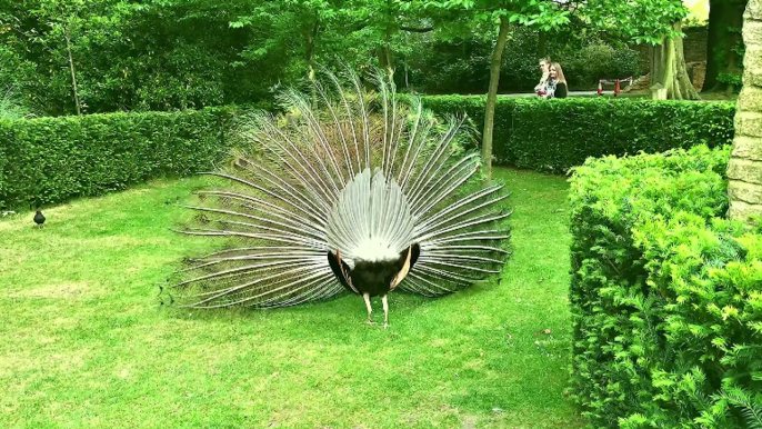 Peacock Struts His Stuff and Woos a Mate