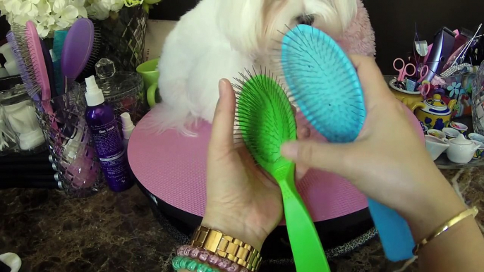 Maltese Grooming:    Dolce's Debut Video Blog   Madan Pin Brush CC Wooden PIn Brush Review