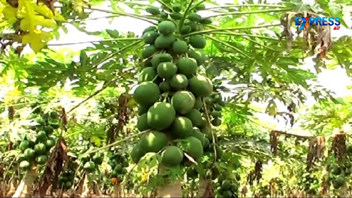 Papaya cultivation management and income benefits - Paadi Pantalu