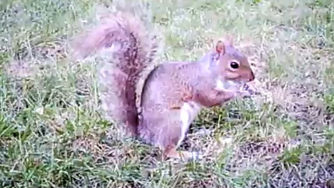 Squirrel In Central Park