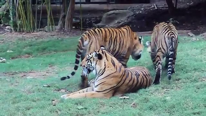 RARE Endangered Sumatran Tigers Playing at the Atlanta Zoo Amazing Creatures!