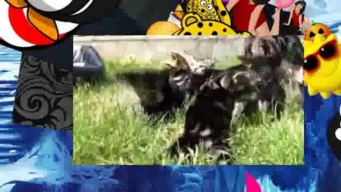 Best funny animal videos compilation 2014 Funny Cats and Kittens Meowing Compilation 2014 LZ 7qvoiJ5