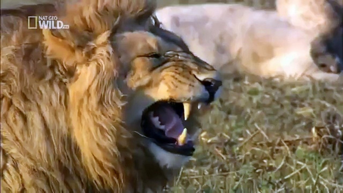 Lew się śmieje laughing lion ( I don't own any rights to this video )