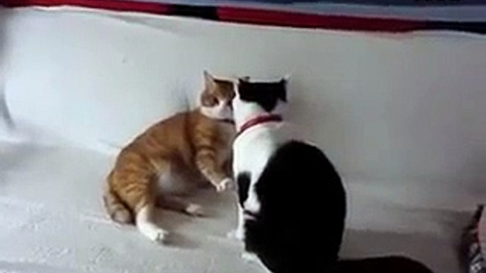 funny cats,funny animals,funny video,cute kittens,kittens,cats,funny cat videos