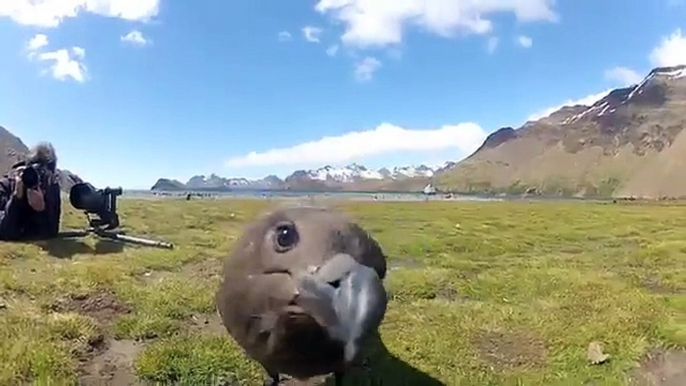 GoPro Antarctic Experience