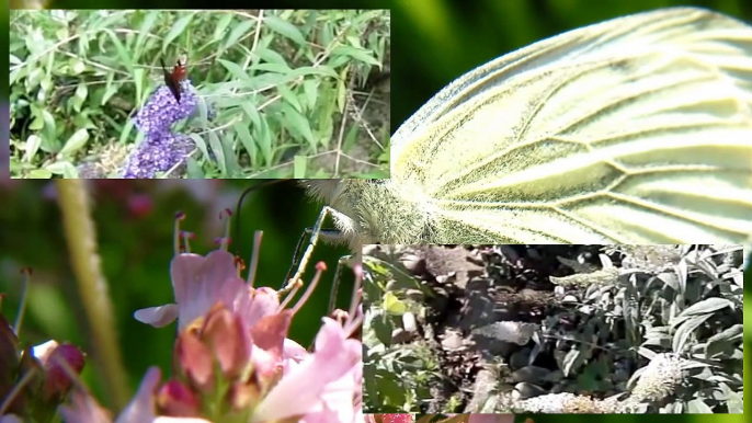 Beautiful nature - insects in flight 4 Butterflies slow motion