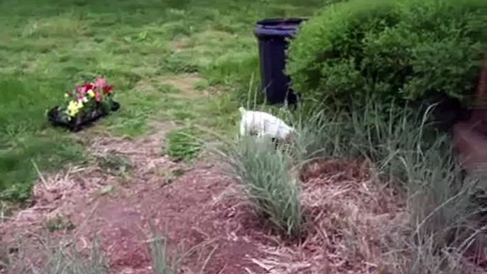 8 week old Cocker Spaniel Puppies playing outside