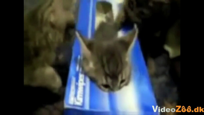 Søde katte på video - Alle de sødeste videoklip med katte